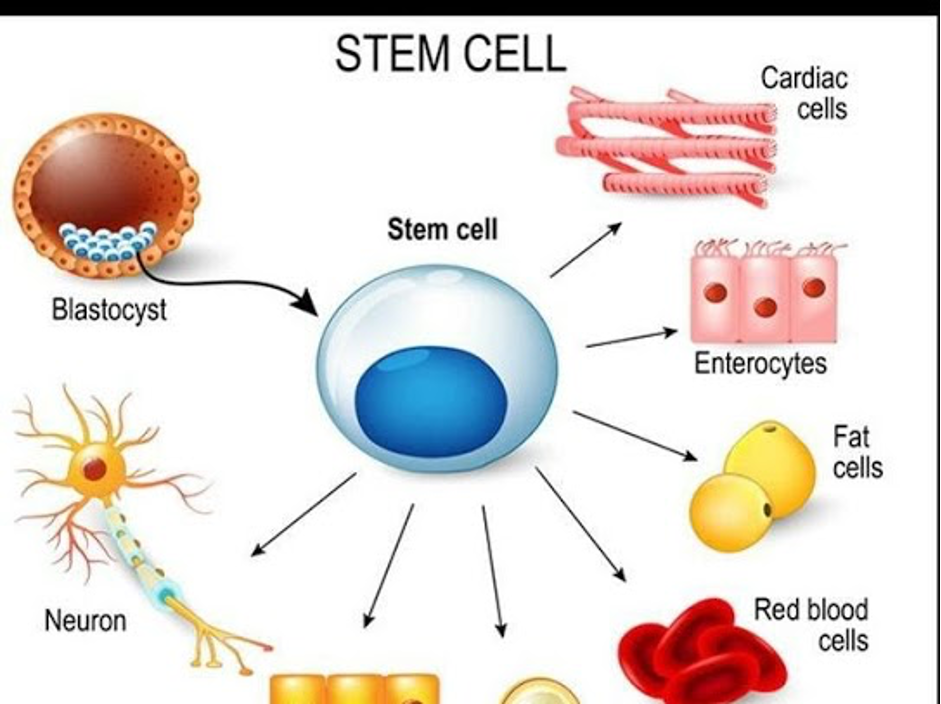 Stem Cell Therapy